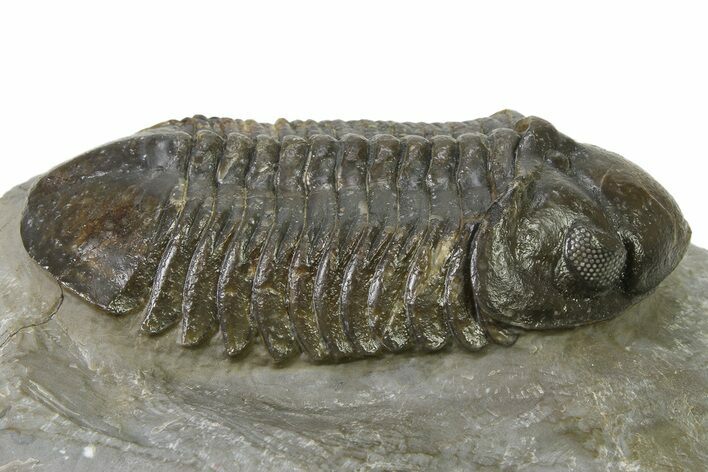 :Large, Very Inflated Struveaspis Trilobite - Jorf, Morocco #323381